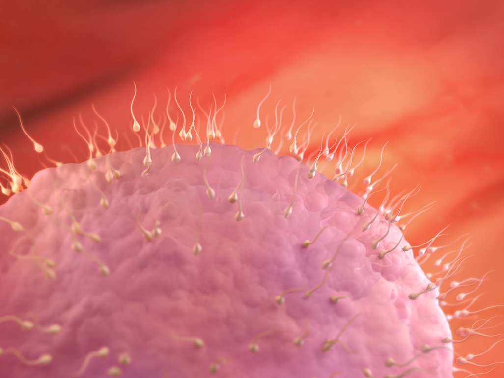 Gebeliğin Başlangıcı: 2. Haftada Yumurta ve Sperm Buluşması
