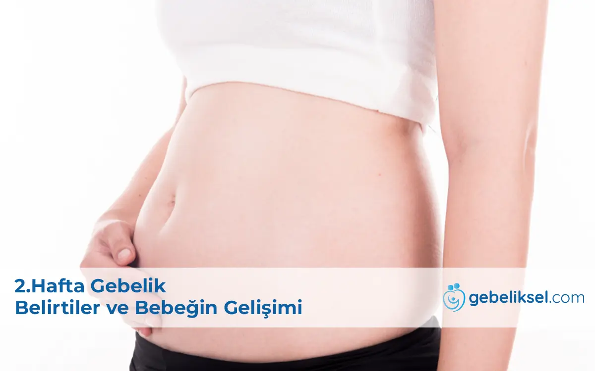 2.Hafta Gebelik